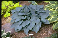 Hosta 'Halcyon'